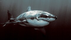 Animals shark great white shark) fish