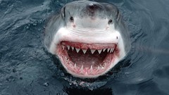 Animals Sharks great white shark) shark attack