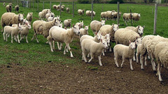Animals sheep farming agriculture