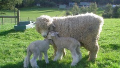 Animals sheep lambs baby