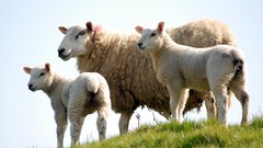 Animals sheep lambs baby animals