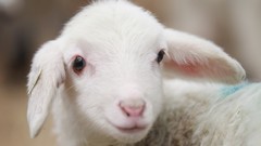 Animals sheep lambs Mammals baby animals