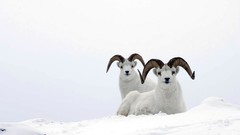 Animals sheep ram