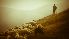 Animals sheep Shielk