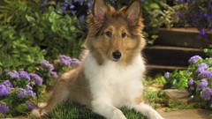 Animals sheltie