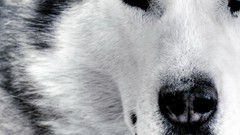 Animals Siberian Husky