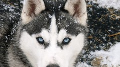Animals Siberian Husky