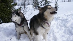 Animals Siberian Husky Ivan