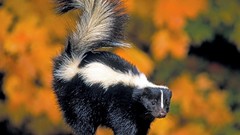 Animals skunks