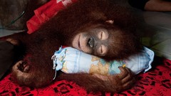 Animals sleeping apes