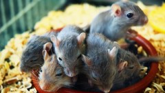 Animals sleeping bedding gerbils