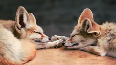 Animals sleeping fennec fox foxes
