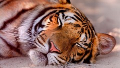 Animals sleeping muzzle Tigers