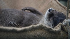 Animals sleeping Otters