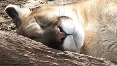 Animals sleeping puma cougars