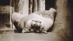 Animals sleeping zoo Lions chill