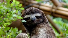 Animals sloth