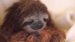 Animals sloth