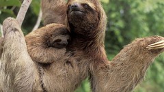 Animals sloth