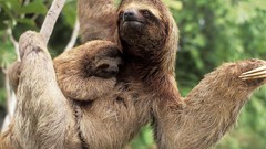 Animals sloth baby animals
