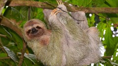 Animals sloth hanging