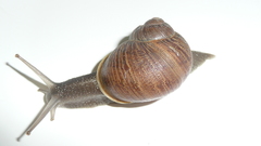 Animals snails escargot schnecke