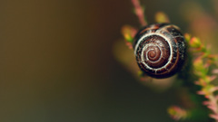 Animals snails macro molluscs