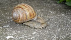 Animals snails molluscs
