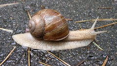 Animals snails molluscs
