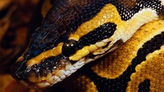 Animals snakes python Reptiles ball python