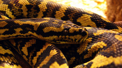 Animals snakes Reptiles Morelia