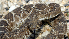 Animals snakes Reptiles rattlesnakes