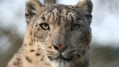 Animals snow leopards