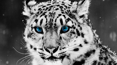 Animals snow leopards
