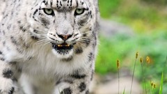 Animals snow leopards