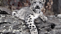Animals snow leopards cubs