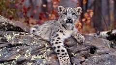 Animals snow leopards cubs