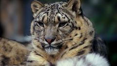 Animals snow leopards feline