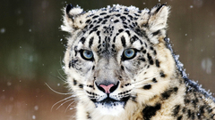 Animals snow leopards snowflakes