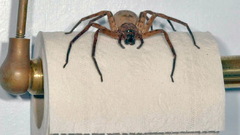 Animals spiders