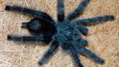 Animals spiders arachnids avicularia versicolor