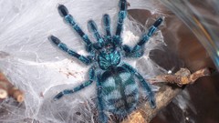 Animals spiders arachnids avicularia versicolor