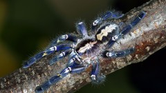 Animals spiders arachnids Poecilotheria metallica