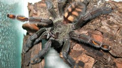 Animals spiders arachnids psalmopoeus irminia