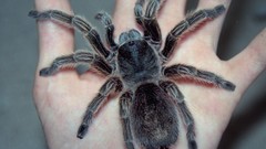 Animals spiders left arachnids Grammostola rosea