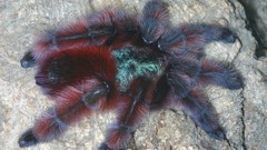 Animals spiders Peter arachnids avicularia versicolor