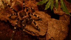 Animals spiders tarantula