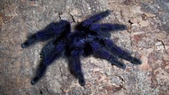 Animals spiders tarantula arachnids
