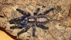 Animals spiders tarantula arachnids