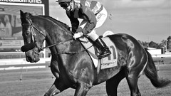 Animals Sports Horses monochrome jockey
